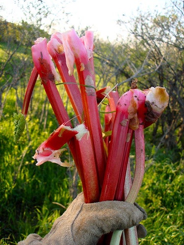 rhubarb.jpg